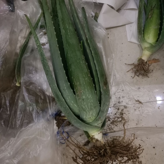 菏泽库拉索芦荟 自产芦荟，