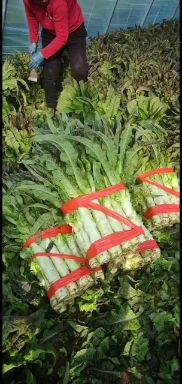 红叶莴笋  精品莴笋 1.5-2斤左右 高度50-60 安徽莴苣基地直销