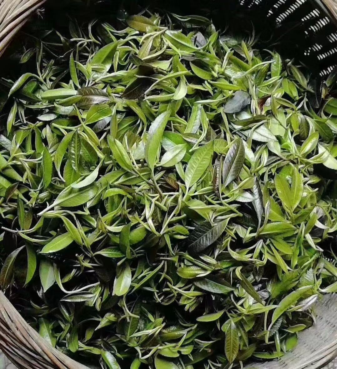石崖茶 大瑶山石岩茶