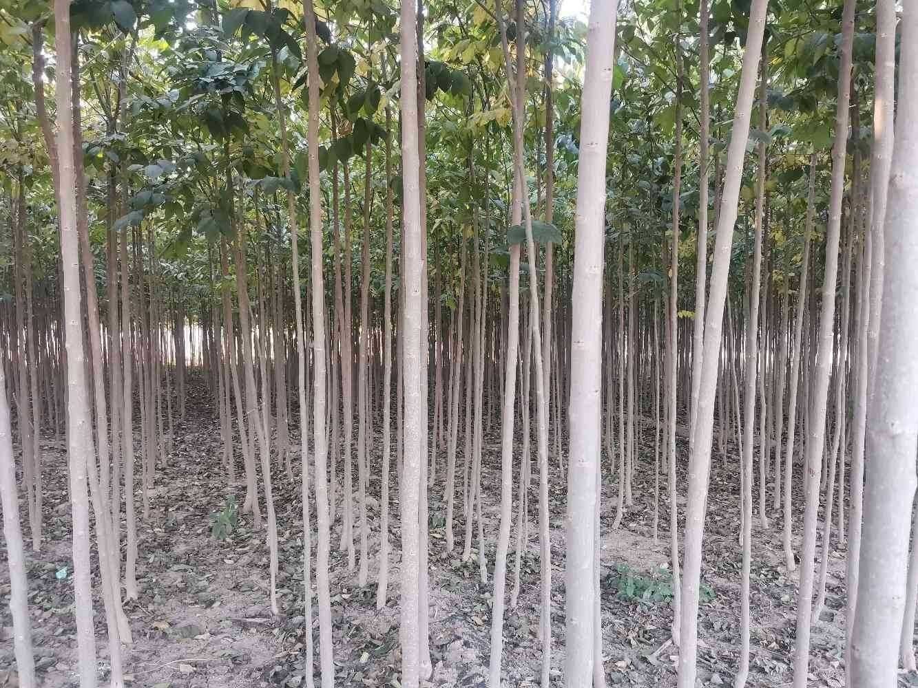  杜仲树苗，常年有售，自己家的种植基地！！！