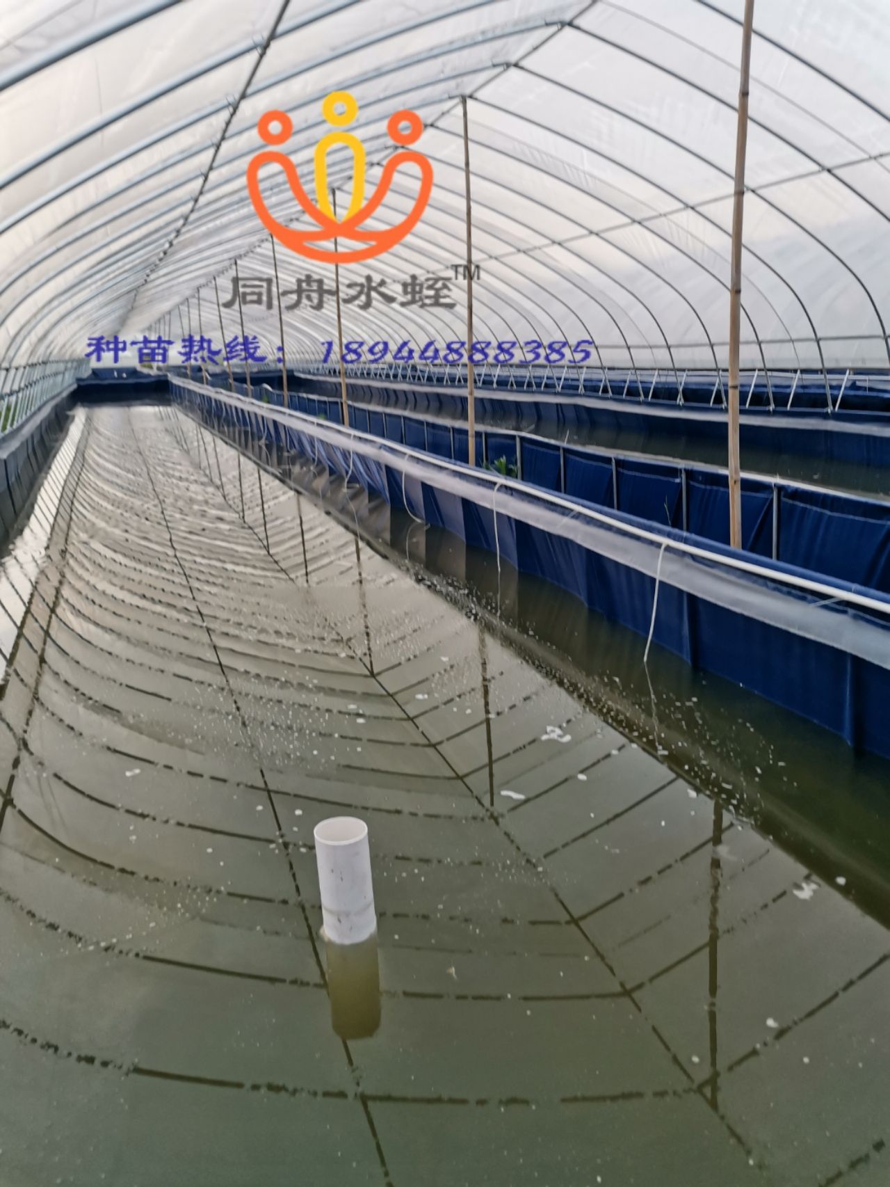 水蛭苗，蚂蟥苗，水蛭卵茧，蚂蟥蛋