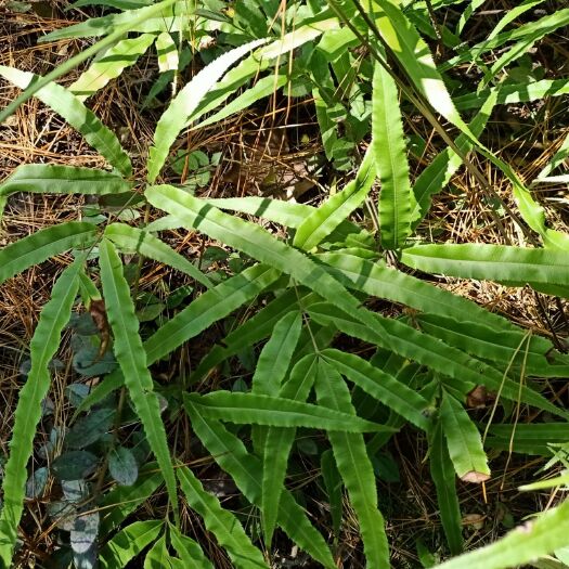 曲靖阴地蕨 凤尾蕨。集观赏及药用为一体的蕨类植物。