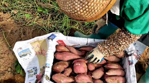 红薯  批发/海南澄迈桥头地瓜丨富硒板栗薯 合作社直供混装