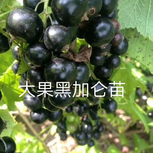 尚志市黑加仑苗，黑穗醋栗苗，黑豆果树葡萄苗，黑龙江发货
