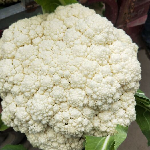 白花菜花  有机花大量上市中，质量很好，价格适中