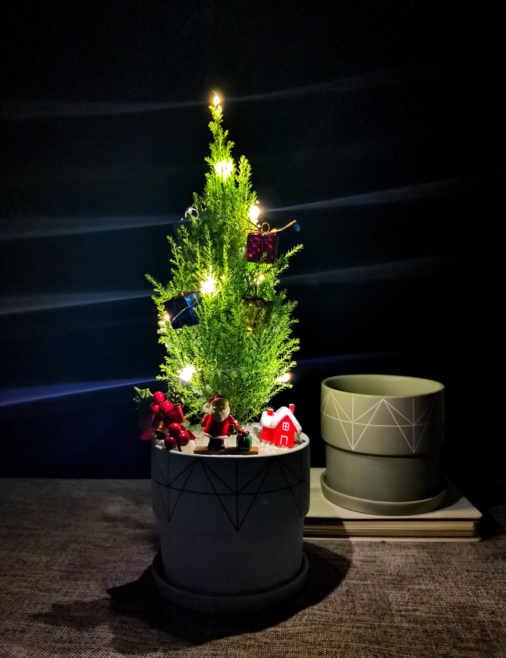 广州香松盆景 创意盆栽办公室绿植特色室内盆景 香松盆栽带盆圣诞树