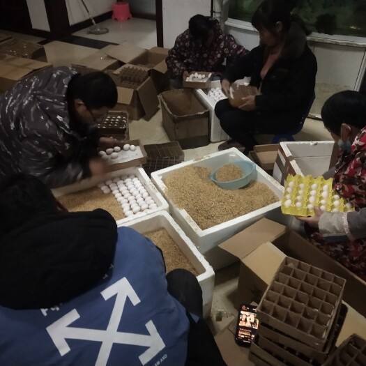 深州市白羽王 食用 箱装