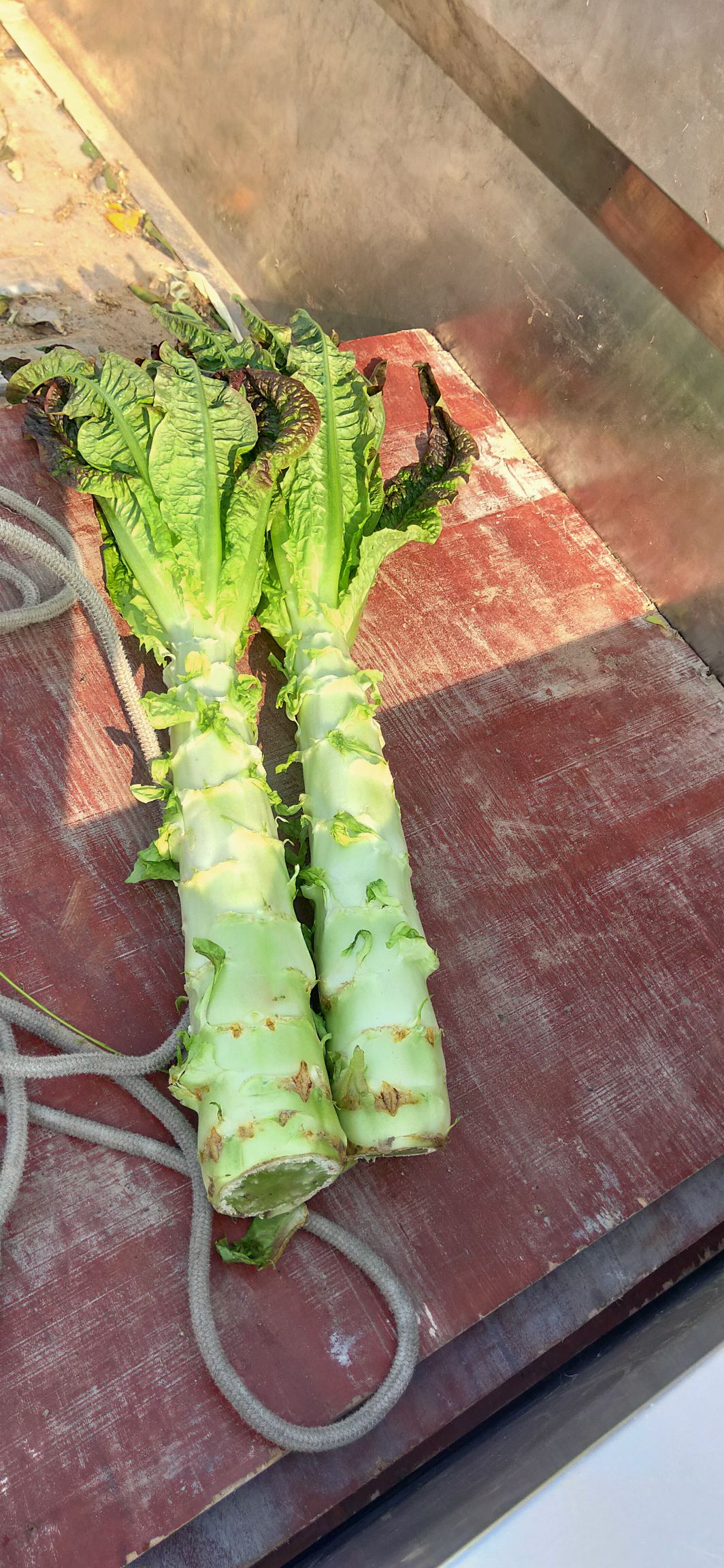 红叶莴笋  精品莴笋 1.5-2斤左右 高度50-60 安徽莴苣基地直销