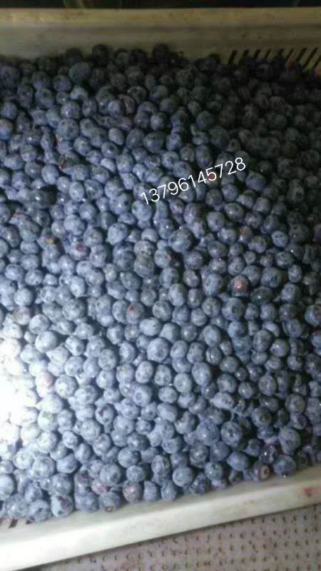 尚志市冻蓝莓  蓝莓大果粒冷冻果黑龙江发货