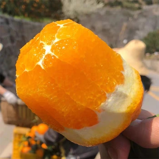 秭归县湖北宜秭归脐橙