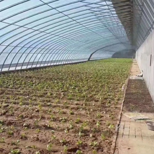 天津专业生产大棚钢管，质量好，价格低！