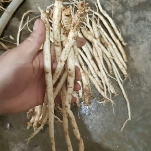 毕节臭党参  当参