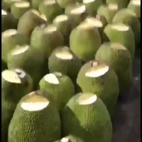 红河县水果之王菠萝蜜，好吃不贵，口岸直接发货