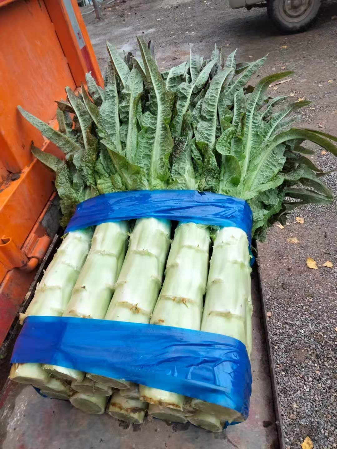 红叶莴笋  精品莴笋 1.5-2斤左右 高度50-60 安徽莴苣基地直销