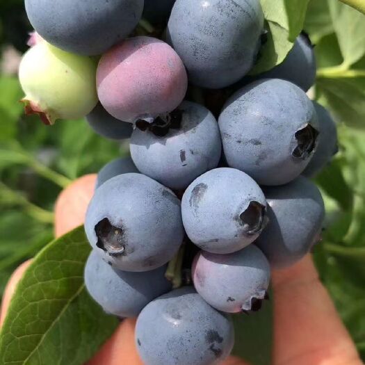 涟源市 绿色蓝莓鲜果