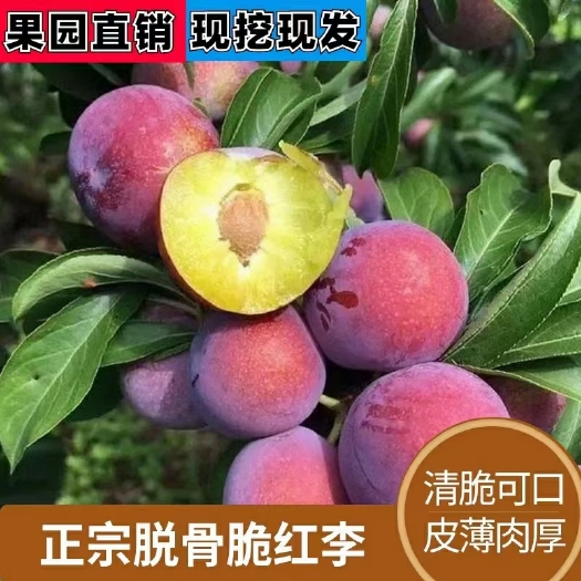 脆红李苗  脆红李子树苗，一年挂果，脱骨李，脆甜