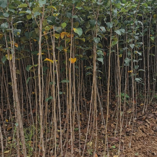 丘北县红富士苹果苗，红将军苹果，2001早熟红富士苹果苗批发