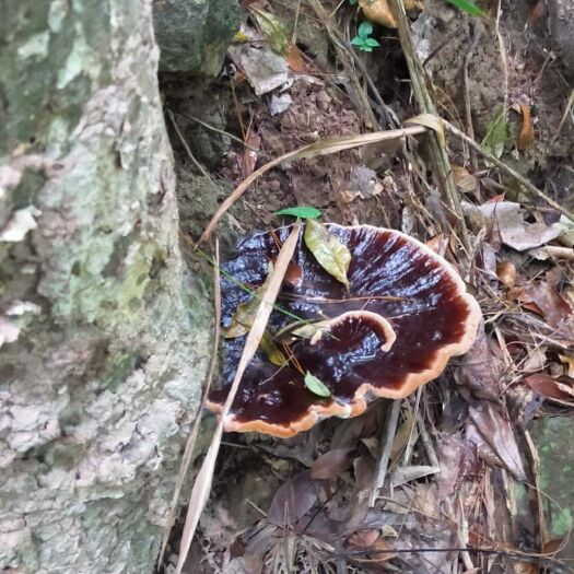 金秀县大瑶山灵芝