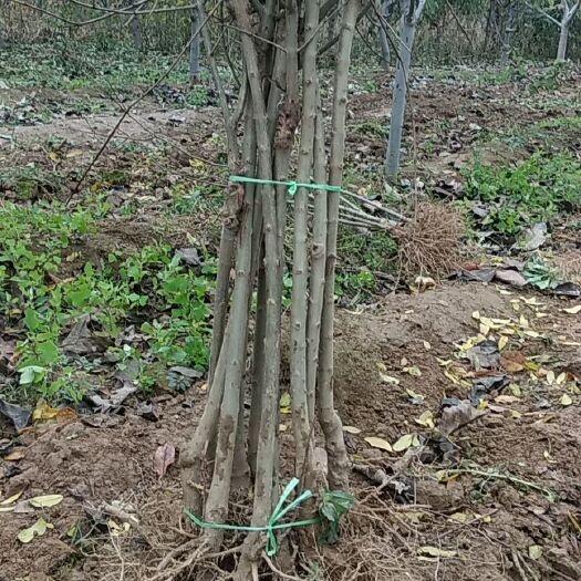 荥阳市 突尼斯软籽石榴树苗。河阴软籽石榴基地种植大户直接发货