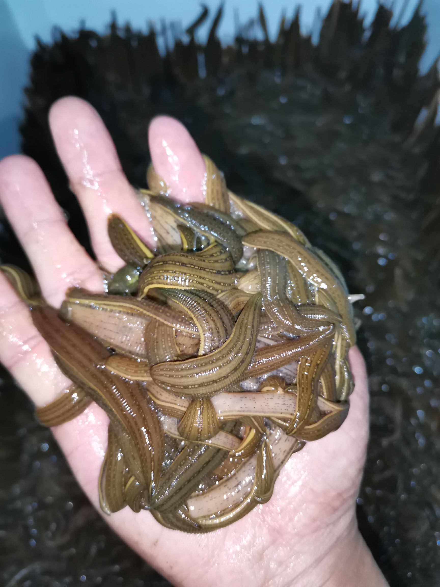 水蛭苗，蚂蟥苗，水蛭卵茧，蚂蟥蛋