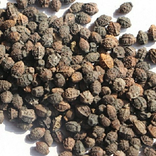 茉莉花种子  玫瑰花苗