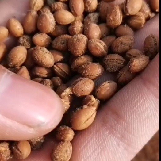 （纯真）马哈利种子  大樱桃种子 出芽率高