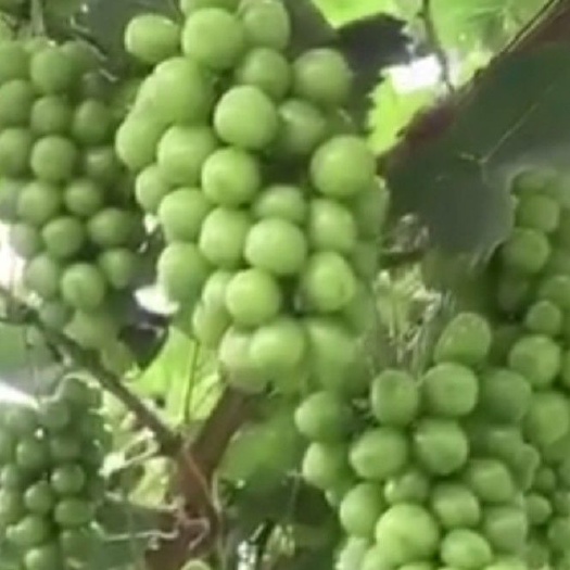 泰安黑珍珠葡萄苗 嫁接苗 裸根苗 
