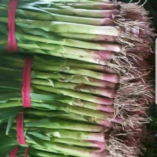 禹州市 主要供应红根蒜苗，货真价实，，货源充足。