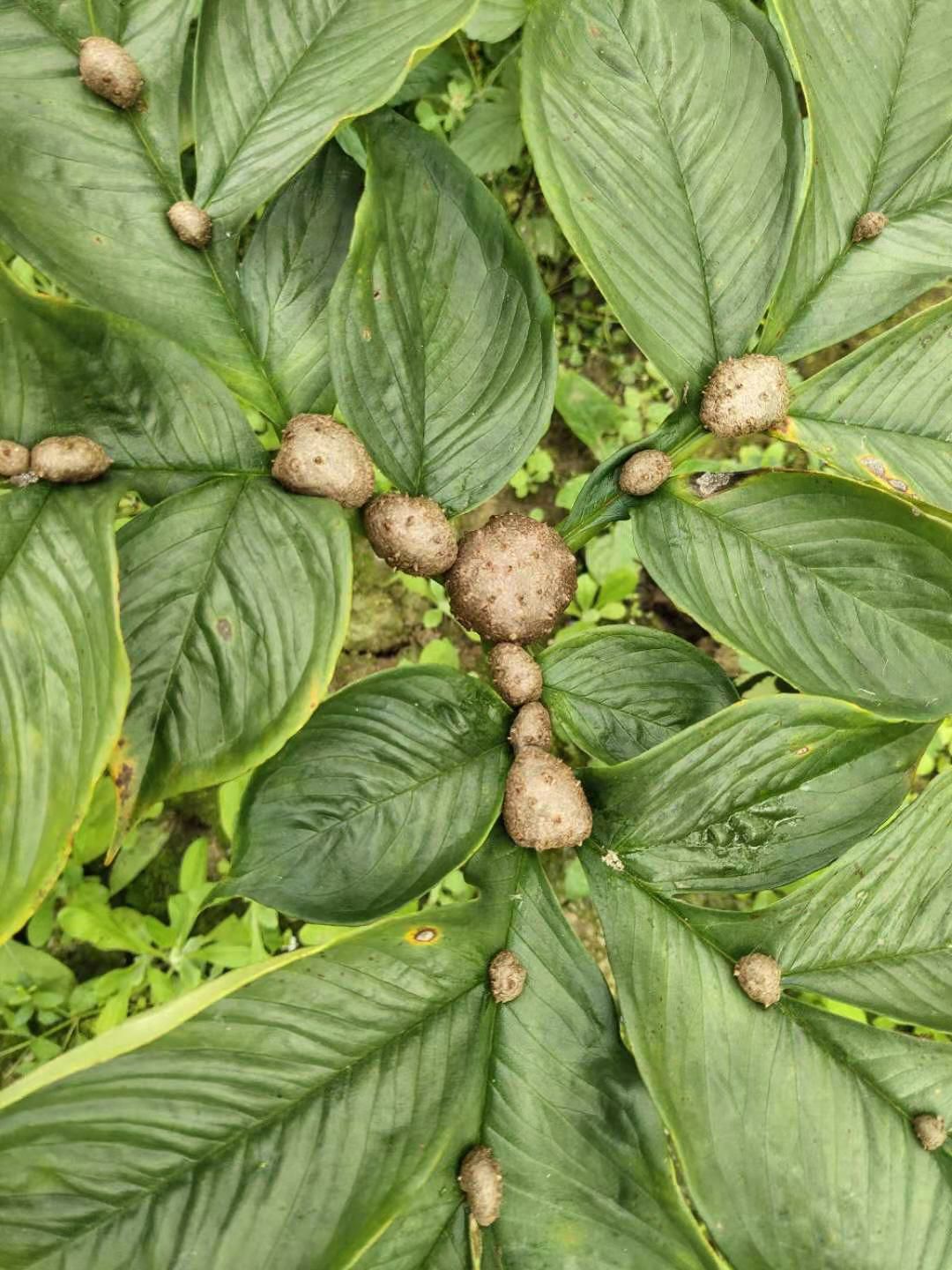  优质珠芽黄魔芋叶面果