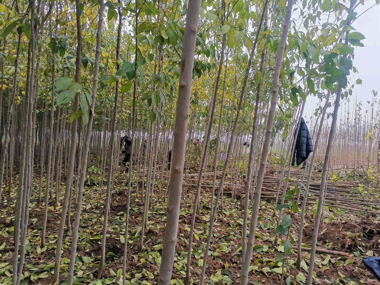  杜仲树苗，常年有售，自己家的种植基地！！！