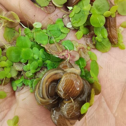 沭阳县宽体金线蛭   蚂蟥苗，水蛭苗，水蛭卵茧，养殖技术提供