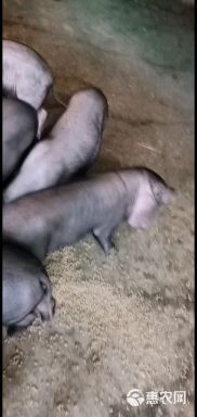 原种太湖母猪，高产太湖母猪