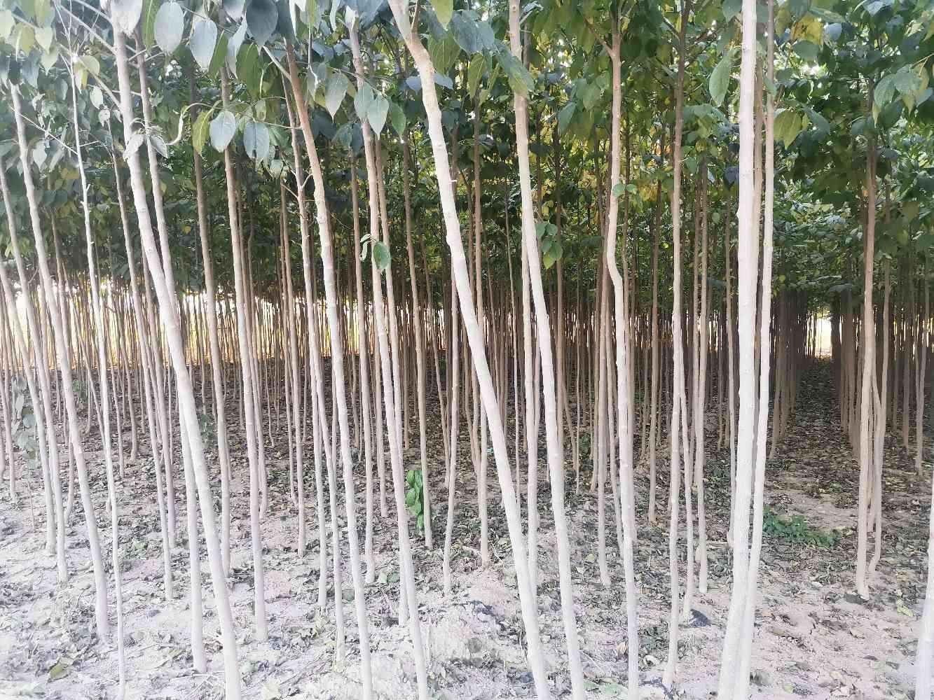  杜仲树苗，常年有售，自己家的种植基地！！！