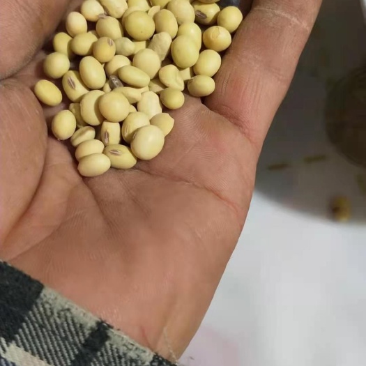 靖边县黄大豆  黄豆，做豆腐，豆浆，豆皮，天然生长，无化肥无农药