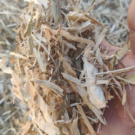 玉田县青储草  保证过夏天的干玉米秸秆