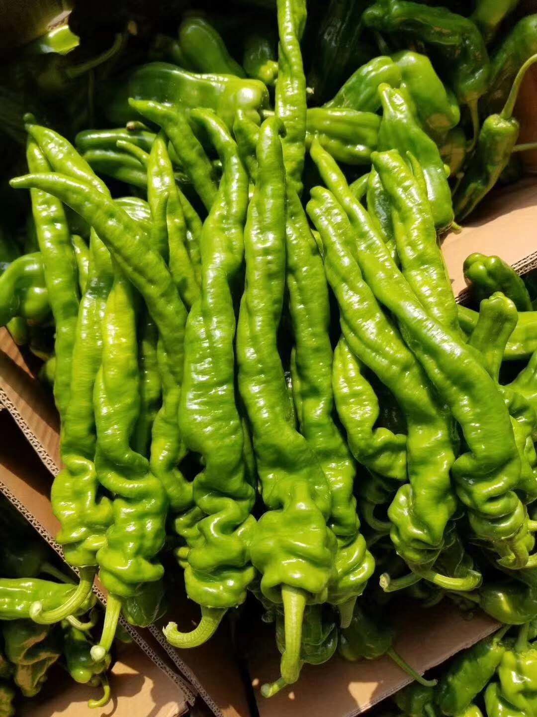 精品龙椒,螺丝椒,薄皮椒,301泡椒,线椒,品种齐全诚信经营价格1元/ 