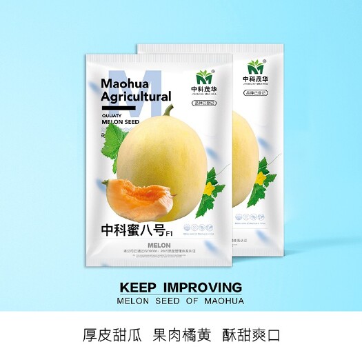 夏邑县中科蜜八号厚皮甜瓜种子，橘黄肉，含糖18度，酥甜爽口，品质佳