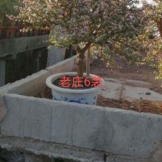漳州雅乐之舞6装