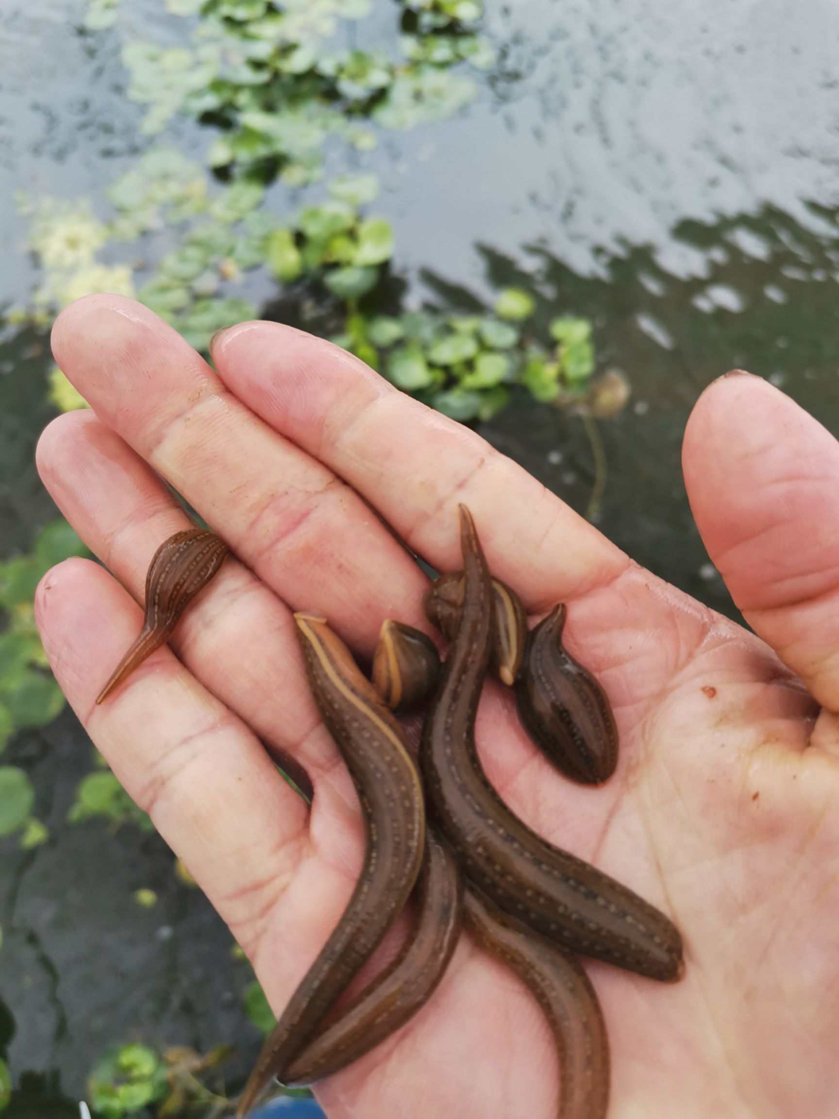 水蛭苗，蚂蟥苗，水蛭卵茧，蚂蟥蛋