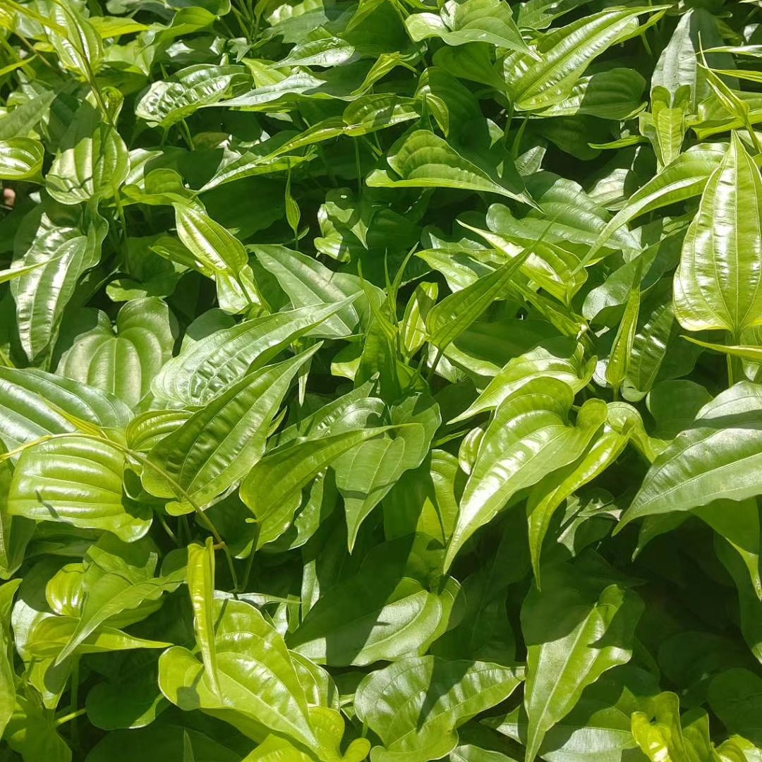 百部苗百部种苗正品红花百部低价大处理