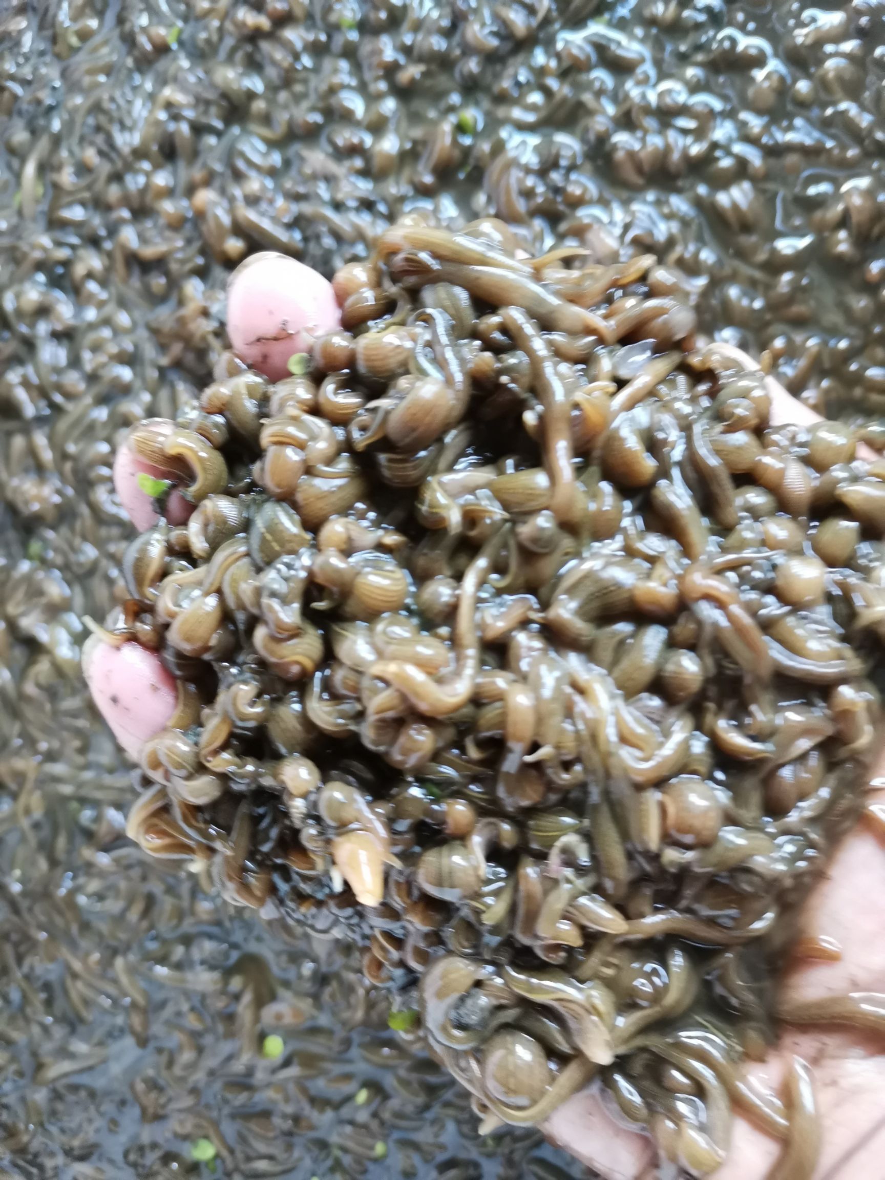 水蛭苗，蚂蟥苗，水蛭卵茧，蚂蟥蛋
