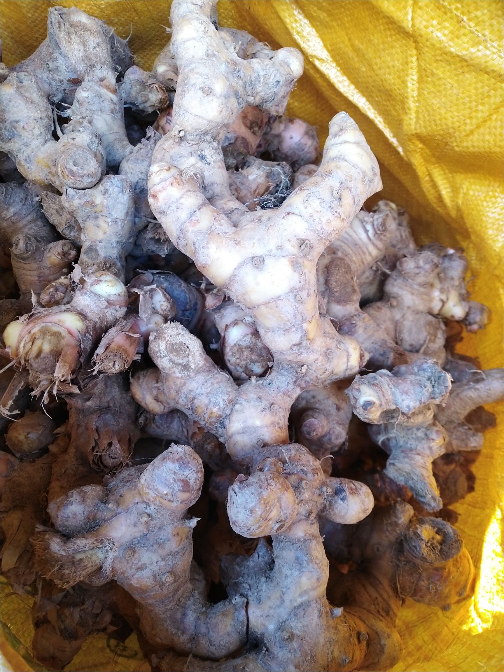 南姜，野生山姜，大良姜，鲜货