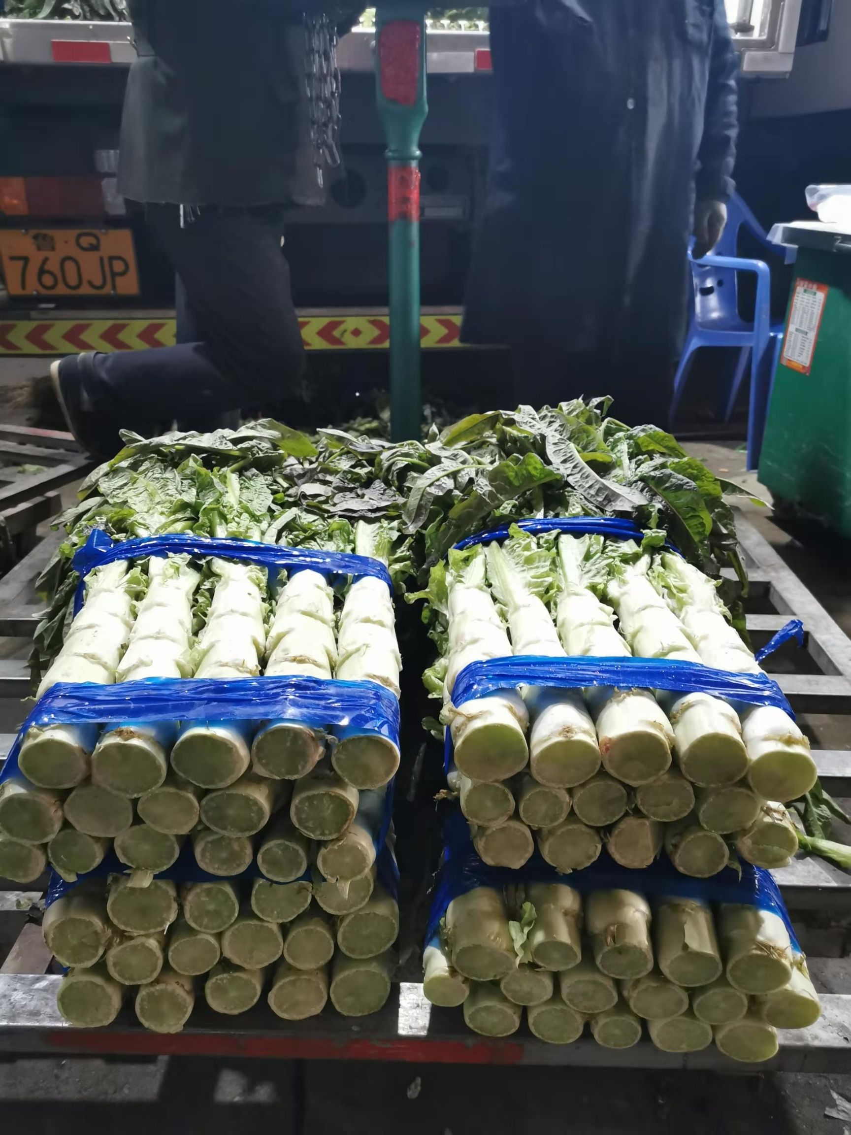 红叶莴笋  精品莴笋 1.5-2斤左右 高度50-60 安徽莴苣基地直销