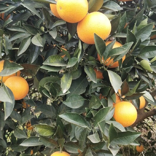 冰糖橙