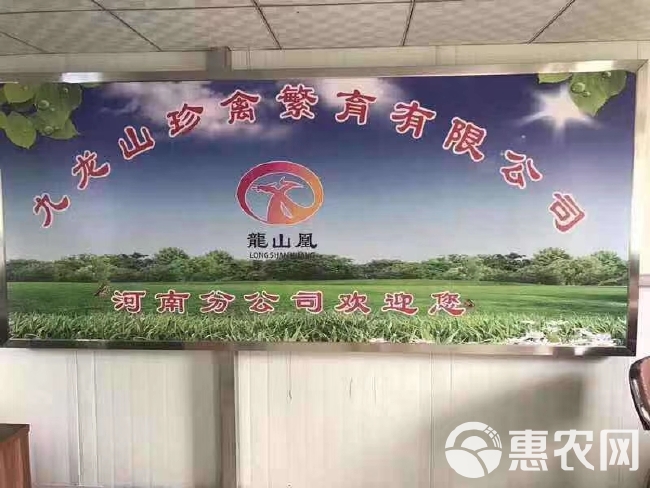 瑶鸡苗  黑瑶公鸡苗青脚土鸡苗
包打疫苗，质量保证