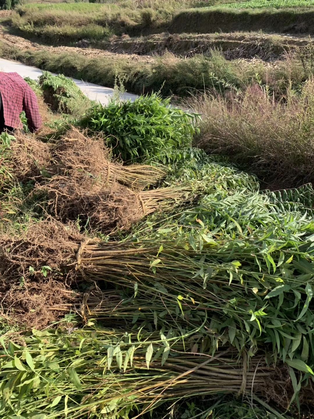 毛桃苗云南毛桃苗基地自产自销，年产200万株，量大从优