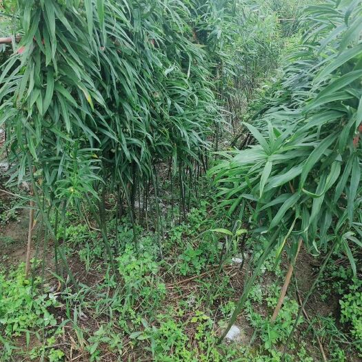 秀山黄精种子