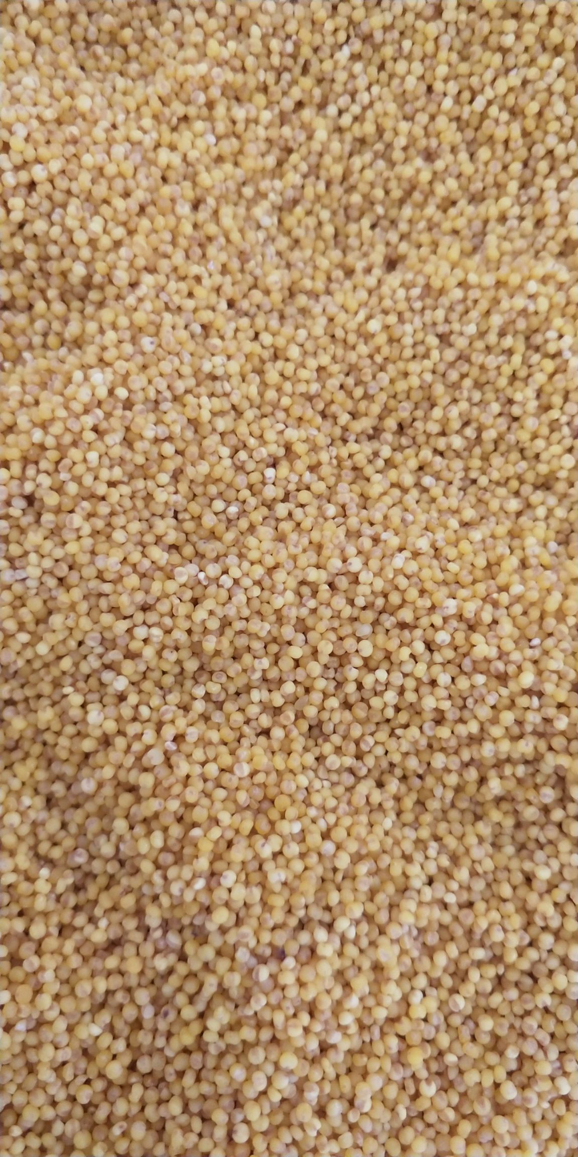 黄小米  谷米，小米，小米粥，喂鸟，