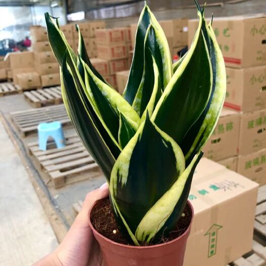 广州虎皮兰 120#荷花兰