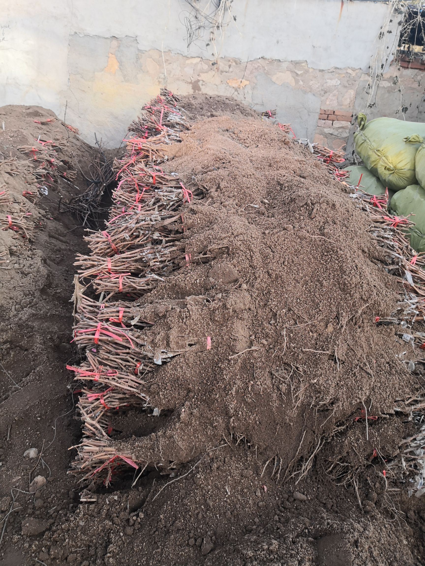 威代尔冰葡萄苗  北冰红葡萄苗，一年生贝达嫁接葡萄苗